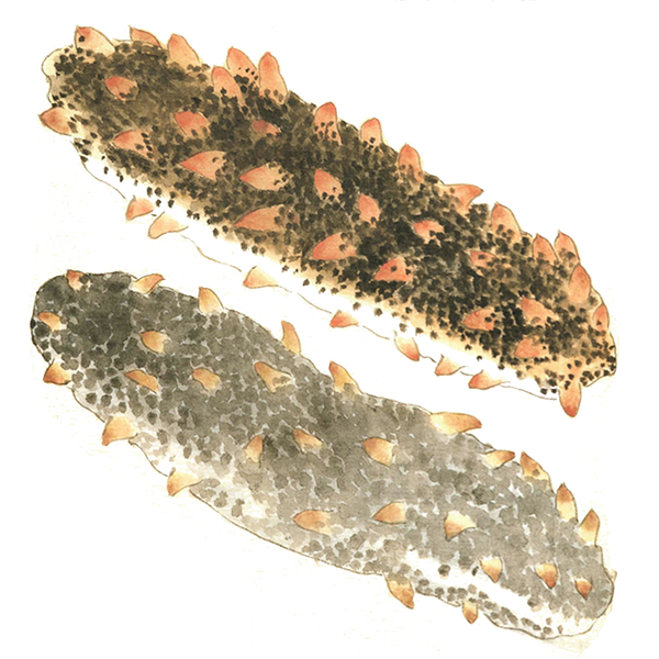 The sea cucumber speaks of its anguish to the jellyfish. Kurimoto Tanshu